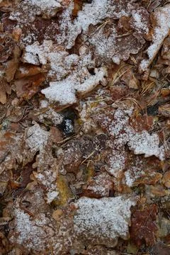 Winter forest-19 Stock Photos