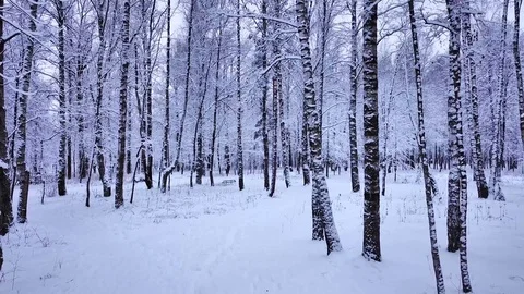 Winter forest 2 Stock Footage 100422784