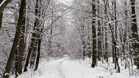 Winter Forest 2 Stock Footage 288117912