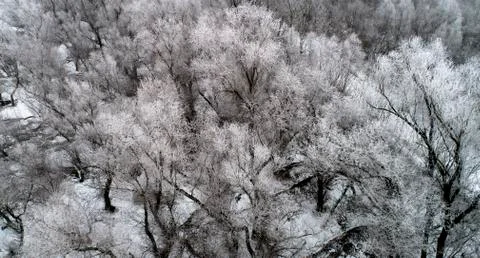 Winter forest 2 Stock Photos