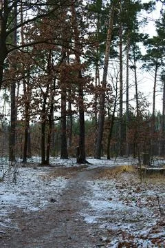 Winter forest-2 写真素材