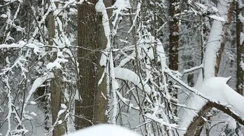 Winter forest 20 Stock Footage 21240882