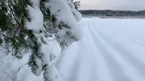 Winter Forest 20 Stock Footage 288115397