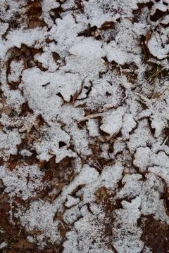 Winter forest-20 Stock Photos