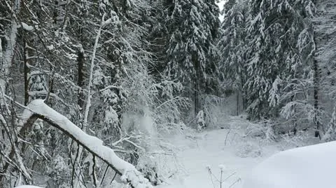 Winter forest 21 Stock Footage 21240888