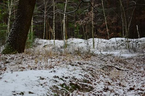 Winter forest-21 Stock Photos