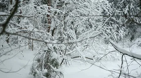 Winter forest 22 Stock Footage 21240859