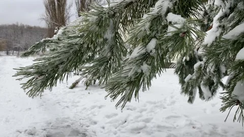 Winter Forest 22 Stock Footage 288114785