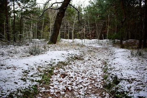 Winter forest-22 Stock Photos