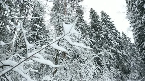 Winter forest 23 Stock Footage 21240863