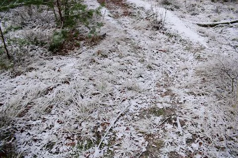 Winter forest-23 Stock Photos