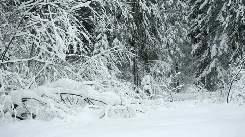 Winter forest 24 Stock Footage 21259805