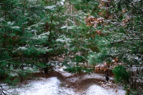 Winter forest-24 Stock Photos