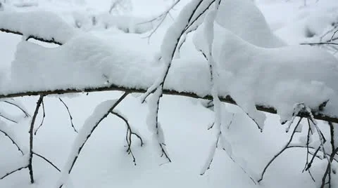 Winter forest 25 Stock Footage 21259832