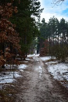 Winter forest-25 Stock Photos