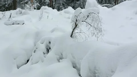 Winter forest 26 Stock Footage 21259796