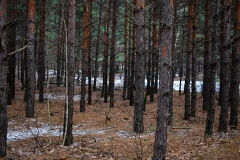 Winter forest-26 Stock Photos