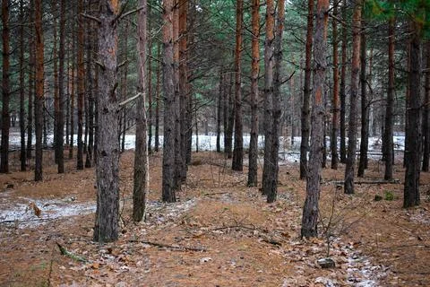 Winter forest-27 Stock Photos