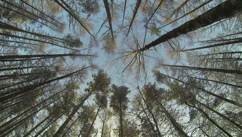 Winter Forest. 2.7K. Stock Footage 34602642