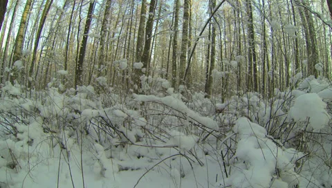 Winter Forest. 2.7K. Video stock 34602788