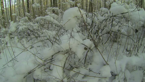 Winter Forest. 2.7K. Video stock 34603508