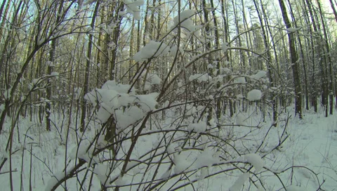 Winter Forest. 2.7K. Video stock 34604317