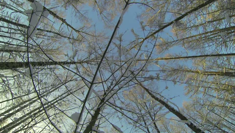 Winter Forest. 2.7K. Stock Footage 34605074