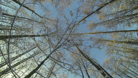 Winter Forest. 2.7K. Stock Footage 34605510