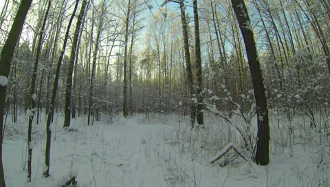 Winter Forest. 2.7K. Stock Footage 34605557
