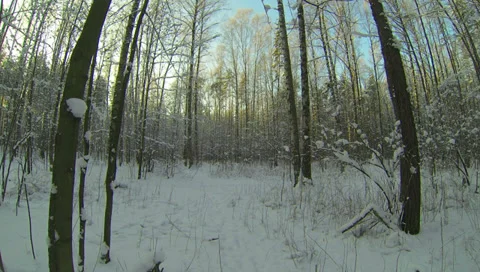 Winter Forest. 2.7K. Stock Footage 34605606