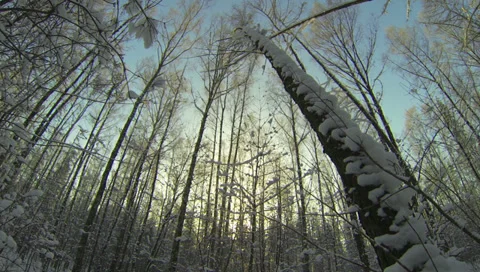 Winter Forest. 2.7K. Stock Footage 34607419