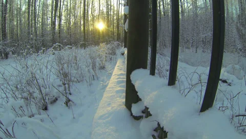 Winter Forest. 2.7K. Stock Footage 34607966