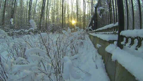 Winter Forest. 2.7K. Stock-Footage 34609208