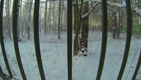 Winter Forest. 2.7K. Stock Footage 34609837