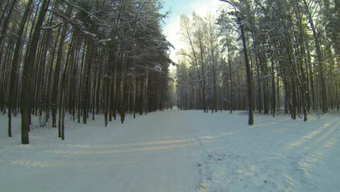 Winter Forest. 2.7K. Stock Footage 34611229