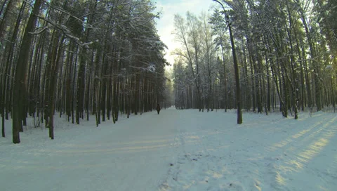 Winter Forest. 2.7K. Stock Footage 34611437