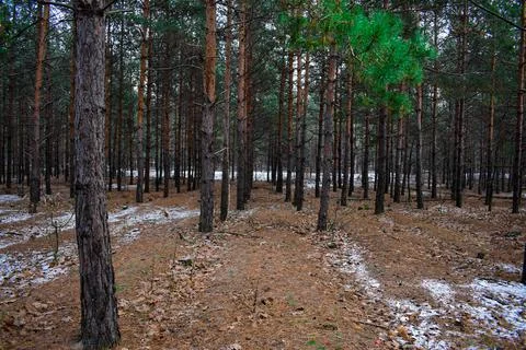 Winter forest-28 Stock Photos