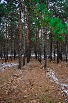 Winter forest-29 Stock Photos
