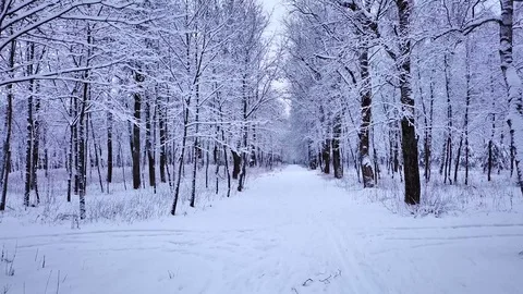 Winter forest 3 Stock Footage 100422807