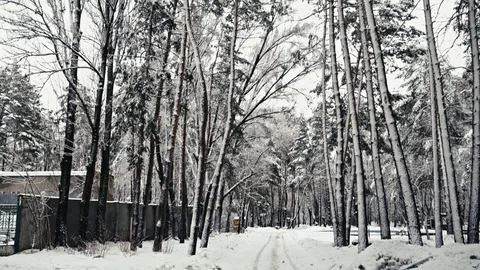 Winter forest 3 스톡 동영상 104506930