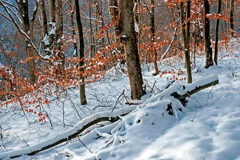 Winter in the forest 3 Stock Photos