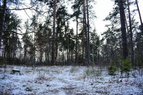 Winter forest-3 写真素材