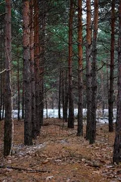Winter forest-30 Stock Photos