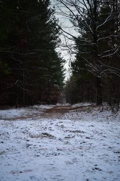 Winter forest-31 写真素材