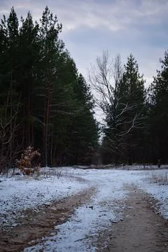 Winter forest-32 Stock Photos