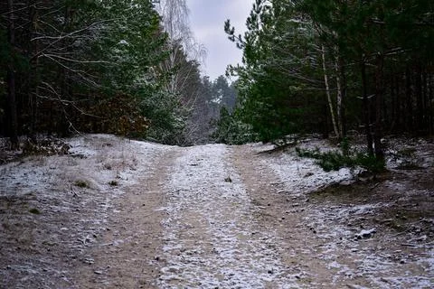 Winter forest-34 Stock Photos