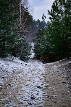 Winter forest-35 写真素材
