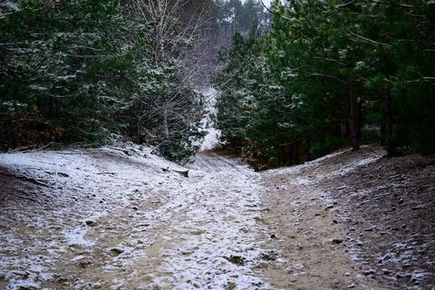 Winter forest-36 Stock Photos