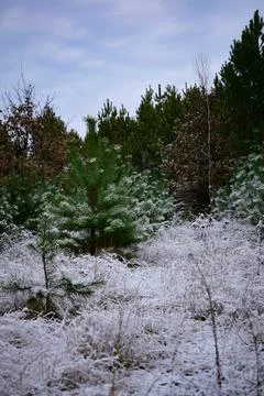 Winter forest-37 Stock Photos