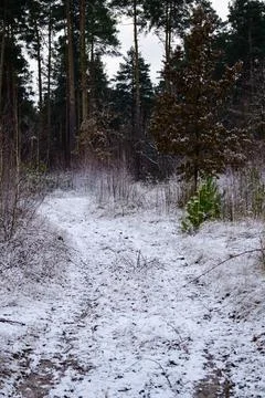 Winter forest-38 Stock Photos